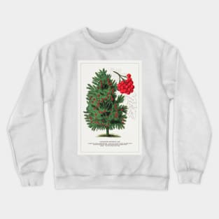 Mountain Ash tree lithograph (1900) Crewneck Sweatshirt